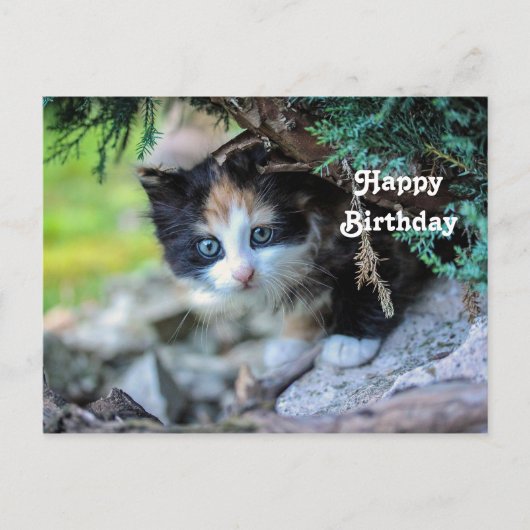 Niedlich Calico Kitten Foto Geburtstag Postkarte (Vorderseite)