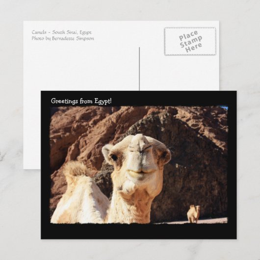 Niedlich Camel Postcard Postkarte (Vorne/Hinten)