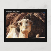 Niedlich Camel Postcard Postkarte (Vorderseite)