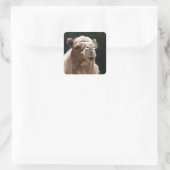 Niedlich Camel Quadratischer Aufkleber (Tasche)