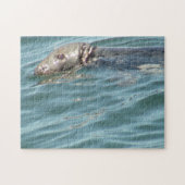 Niedlich Cape Cod Siegel Fotografie Puzzle (Horizontal)