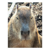 NIEDLICH CAPYBARA FOTODRUCK (Vorne)