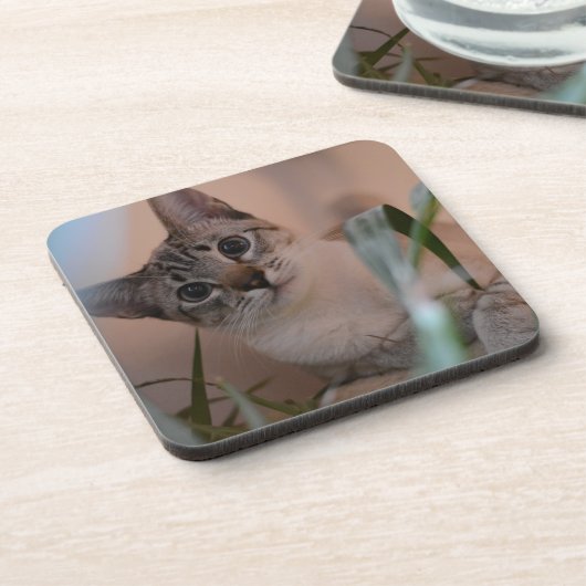 Niedlich Cat Foto Portrait Getränkeuntersetzer (Linke Seite)