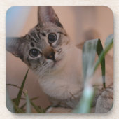 Niedlich Cat Foto Portrait Getränkeuntersetzer (Vorderseite)