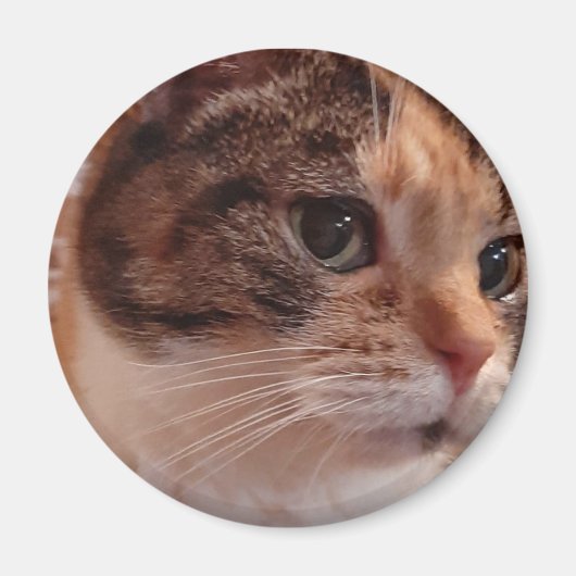 Niedlich Cat Kühlschrank Button Magnet (Vorne)