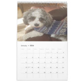 Niedlich Cavachon Dog Kalender (Jan 2026)