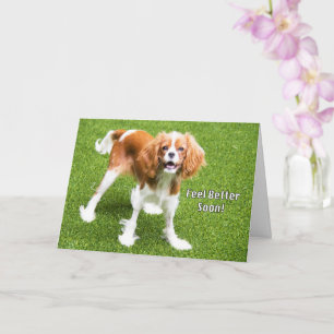 Niedlich Cavalier King Charles Feel Better Card Karte