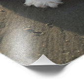 Niedlich Cavalier King Charles Spaniel Dog am Stra Fotodruck (Ecke)