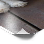 Niedlich Cavalier King Charles Spaniel Dog Yawning Fotodruck (Ecke)