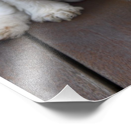 Niedlich Cavalier King Charles Spaniel Dog Yawning Fotodruck (Ecke)