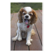 Niedlich Cavalier King Charles Spaniel Dog Yawning Fotodruck (Vorne)