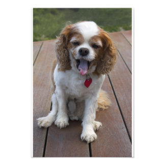 Niedlich Cavalier King Charles Spaniel Dog Yawning Fotodruck