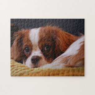 Niedlich Cavalier King Charles Spaniel Puzzle