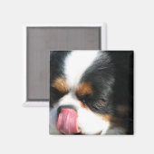 Niedlich Cavalier Spanial Dog Magnet (Vorderseite/Rückseite)