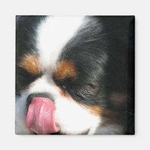 Niedlich Cavalier Spanial Dog Magnet