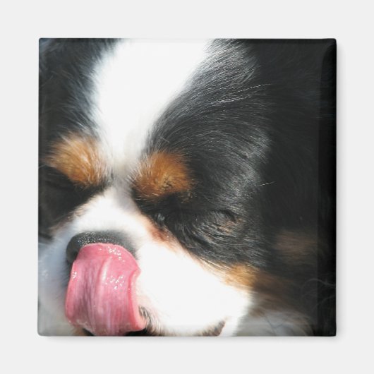 Niedlich Cavalier Spanial Dog Magnet (Vorne)