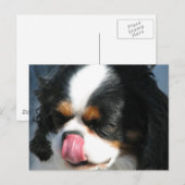 Niedlich Cavalier Spanischer Hund Postkarte (Vorne/Hinten)