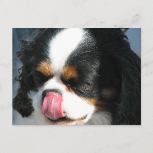 Niedlich Cavalier Spanischer Hund Postkarte (Vorderseite)