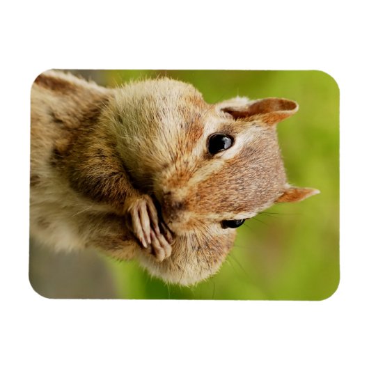 Niedlich Cheeky Chipmunk Magnet (Horizontal)