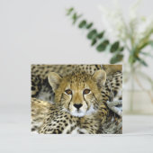 Niedlich Cheetah Postkarte (Stehend Vorderseite)