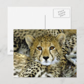 Niedlich Cheetah Postkarte (Vorne/Hinten)
