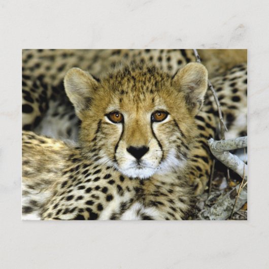 Niedlich Cheetah Postkarte (Vorderseite)