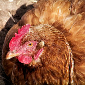 NIEDLICH CHICKEN FOTOBLOCK