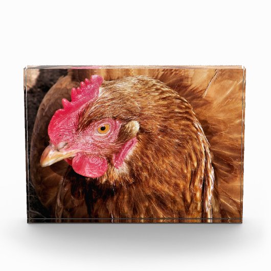 NIEDLICH CHICKEN FOTOBLOCK (Vorderseite)