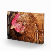 NIEDLICH CHICKEN FOTOBLOCK (Rechts)