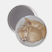 Niedlich Chihuahua Magnet (Vorderseite/Rückseite)