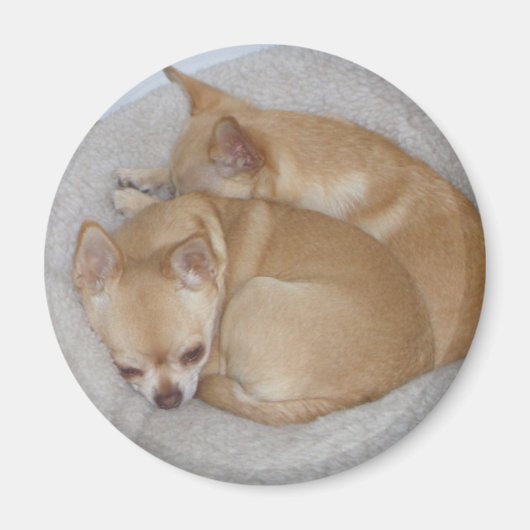 Niedlich Chihuahua Magnet (Vorne)