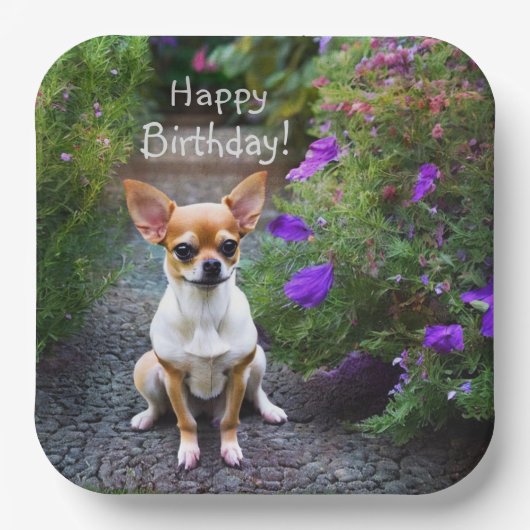 Niedlich Chihuahua Pappteller (Vorderseite)