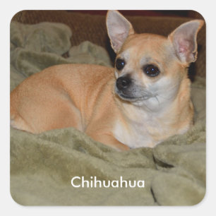 Niedlich Chihuahua Quadratischer Aufkleber