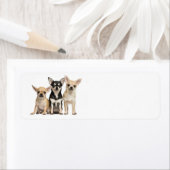 Niedlich Chihuahuas (Insitu)