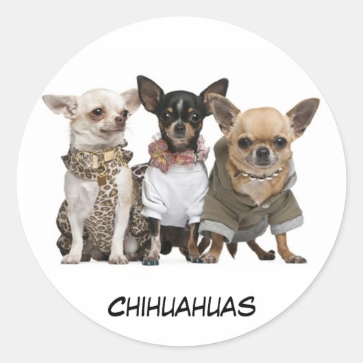Niedlich Chihuahuas Runder Aufkleber (Vorderseite)