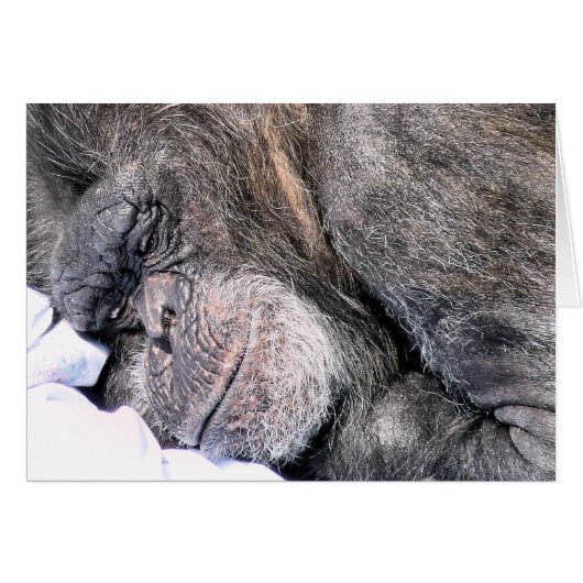 NIEDLICH CHIMPANZEE Grußkarte (Vorderseite (Horizontal))