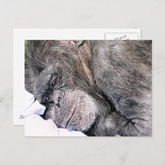 NIEDLICH CHIMPANZEE POSTKARTE (Vorne/Hinten)