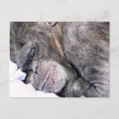 NIEDLICH CHIMPANZEE POSTKARTE (Vorderseite)