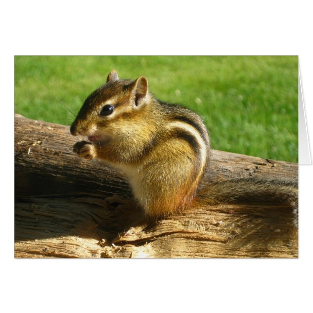 Niedlich Chipmunk (Vorderseite (Horizontal))