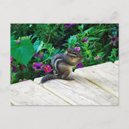 Niedlich-Chipmunk-Foto Postkarte