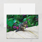 Niedlich-Chipmunk-Foto Postkarte (Vorne/Hinten)