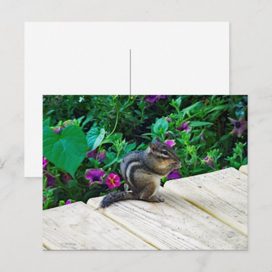 Niedlich-Chipmunk-Foto Postkarte (Vorne/Hinten)