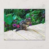 Niedlich-Chipmunk-Foto Postkarte (Vorderseite)