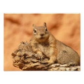 Niedlich Chipmunk Fotodruck (Vorne)