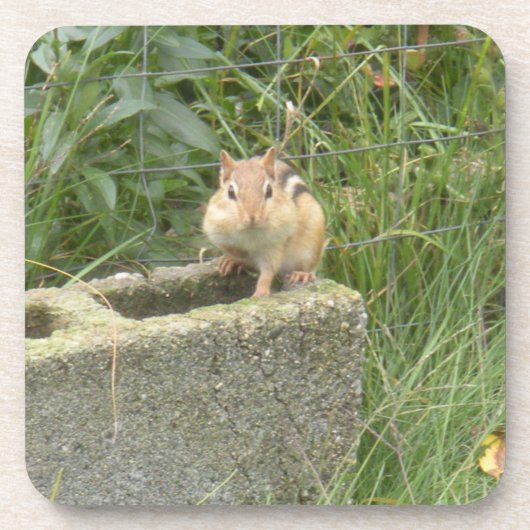 Niedlich Chipmunk Getränkeuntersetzer (Vorderseite)