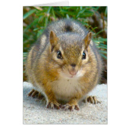 Niedlich Chipmunk hat sein Auge auf dich