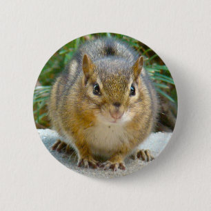 Niedlich Chipmunk hat sein Auge auf dich Button