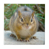 Niedlich Chipmunk hat sein Auge auf dich Fliese (Vorderseite)