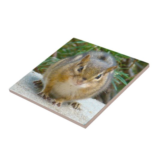 Niedlich Chipmunk hat sein Auge auf dich Fliese (Seite)