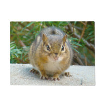Niedlich Chipmunk hat sein Auge auf dich